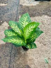 Load image into Gallery viewer, Dieffenbachia seguine 'Tropic Snow'

