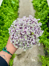 Load image into Gallery viewer, Callisia repens 'Pink Lady'
