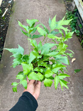 Load image into Gallery viewer, Cyrtomium falcatum (Japanese Holly Fern)
