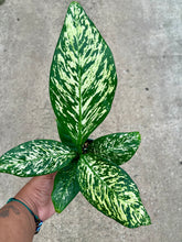 Load image into Gallery viewer, Dieffenbachia 'White Etna'
