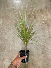 Load image into Gallery viewer, Dracaena marginata 'Tricolor' (Madagascar Dragon Tree)
