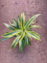 Load image into Gallery viewer, Dracaena deremensis 'Lemon Lime'

