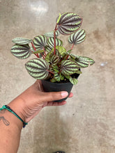 Load image into Gallery viewer, Peperomia albovittata 'Piccolo Banda'
