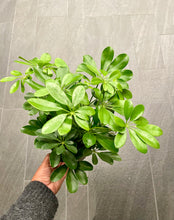 Load image into Gallery viewer, Heptapleurum arboricola (Dwarf Umbrella Tree)
