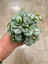 Load image into Gallery viewer, Peperomia 'Little Toscani'

