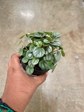 Load image into Gallery viewer, Peperomia 'Little Toscani'
