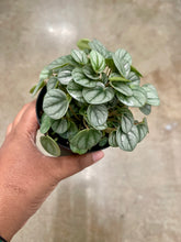 Load image into Gallery viewer, Peperomia 'Little Toscani'
