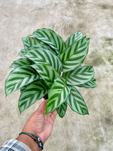 Load image into Gallery viewer, Goeppertia concinna 'Freddie' (Prayer Plant)
