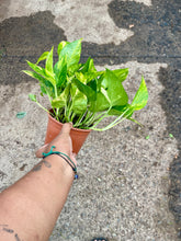 Load image into Gallery viewer, Epipremnum aureum (Golden Pothos)

