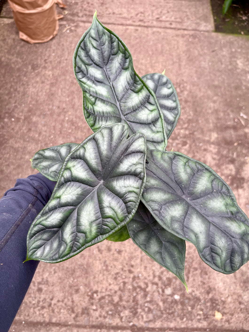Alocasia baginda 'Dragon Scale'