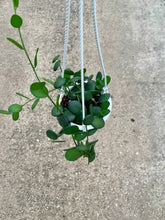 Load image into Gallery viewer, Xerosicyos danguyi 'Silver Dollar Vine'
