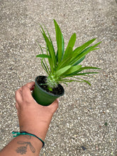 Load image into Gallery viewer, Pachypodium lamerei (Madagascar Palm)
