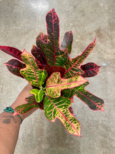 Load image into Gallery viewer, Codiaeum variegatum 'Oak Leaf' (Oak Leaf Croton)
