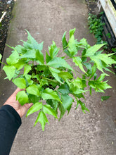 Load image into Gallery viewer, Cyrtomium falcatum (Japanese Holly Fern)

