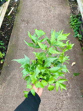 Load image into Gallery viewer, Cyrtomium falcatum (Japanese Holly Fern)
