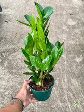 Load image into Gallery viewer, Zamioculcas zamiifolia (ZZ Plant)
