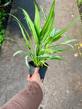 Load image into Gallery viewer, Aglaonema &#39;Cutlass&#39;
