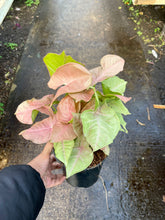 Load image into Gallery viewer, Syngonium podophyllum 'Neon Robusta' (Arrowhead Vine)
