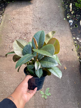 Load image into Gallery viewer, Ficus elastica 'Robusta' (Rubber Tree)

