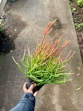 Load image into Gallery viewer, Euphorbia tirucalli 'Firesticks' (Pencil Cactus)
