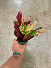 Load image into Gallery viewer, Codiaeum variegatum 'Oak Leaf' (Oak Leaf Croton)

