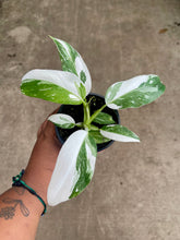 Load image into Gallery viewer, Philodendron 'White Wizard'
