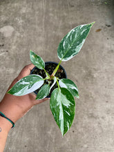 Load image into Gallery viewer, Philodendron 'White Princess'
