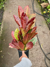 Load image into Gallery viewer, Codiaeum variegatum 'Petra' (Petra Croton)

