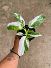Load image into Gallery viewer, Philodendron 'White Wizard'
