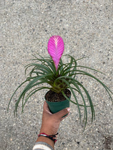 Load image into Gallery viewer, Wallisia cyanea (Pink Quill) (Bromeliad)
