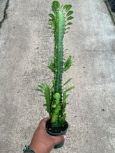 Load image into Gallery viewer, Euphorbia trigona (African Milk Tree)
