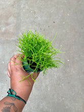 Load image into Gallery viewer, Rhipsalis burchellii (Mistletoe Cactus)
