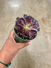 Load image into Gallery viewer, Aeonium arboreum 'Zwartkop' (Black Rose Aeonium)
