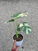 Load image into Gallery viewer, Monstera deliciosa 'Thai Constellation' (Swiss Cheese Plant)
