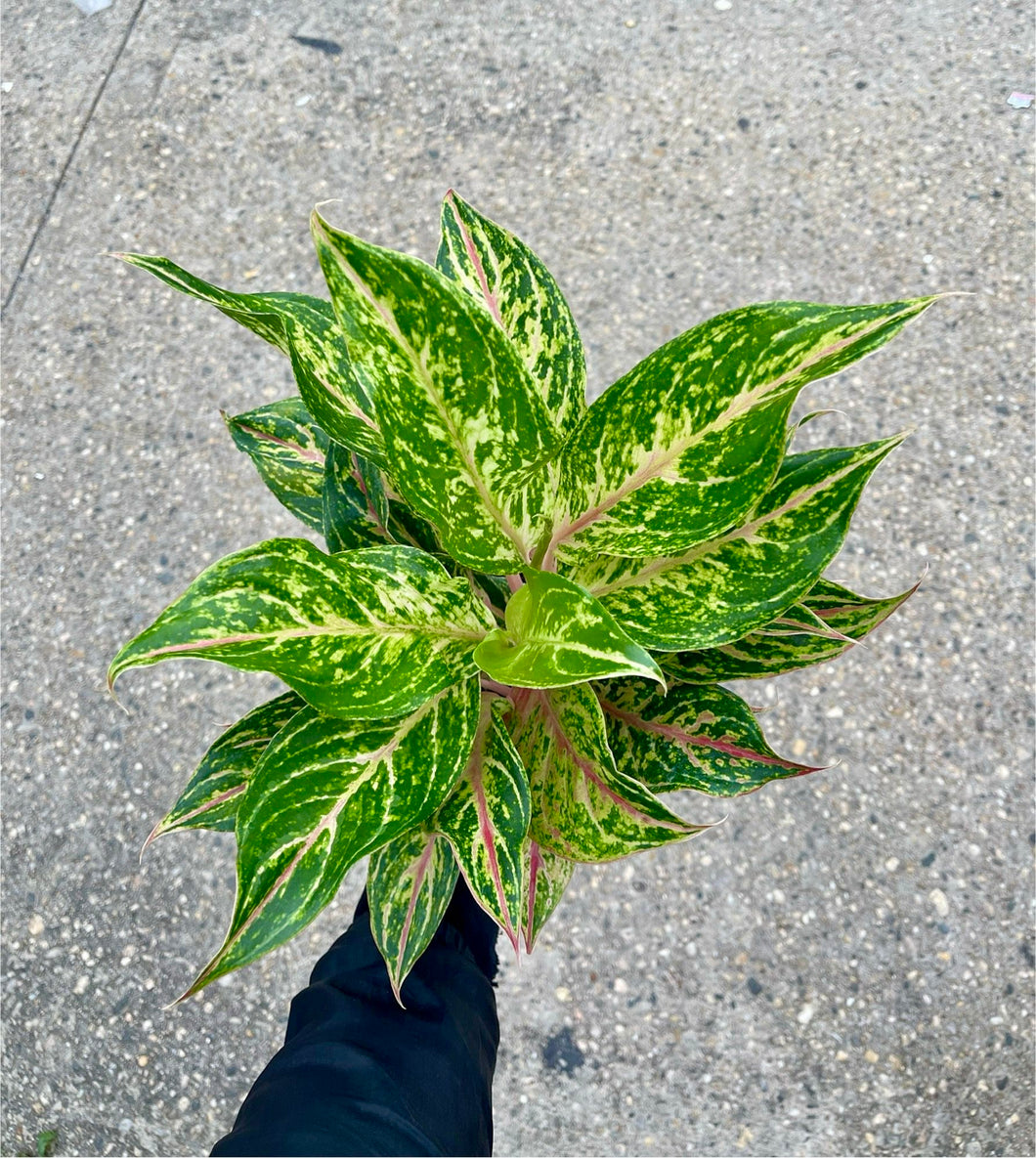Aglaonema 'Sparkling Sarah'
