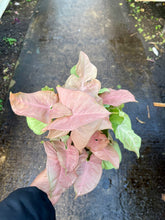 Load image into Gallery viewer, Syngonium podophyllum 'Neon Robusta' (Arrowhead Vine)
