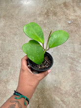 Load image into Gallery viewer, Hoya kerrii (Sweetheart Hoya)
