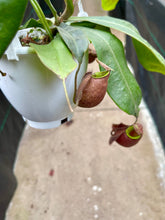 Load image into Gallery viewer, Nepenthes mirabilis var. globosa x ampullaria 'Black Miracle' (Pitcher Plant)
