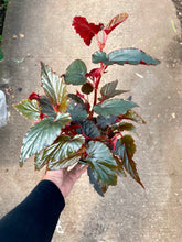 Load image into Gallery viewer, Begonia &#39;Black Magic&#39;
