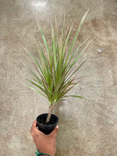 Load image into Gallery viewer, Dracaena marginata 'Tricolor' (Madagascar Dragon Tree)
