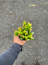 Load image into Gallery viewer, Crassula ovata 'Monstruosa' (Gollum Jade) (Jade Plant)

