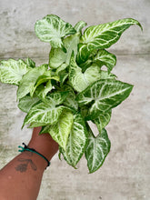 Load image into Gallery viewer, Syngonium podophyllum 'White Butterfly'
