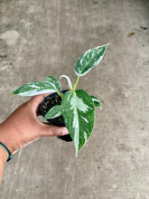 Load image into Gallery viewer, Philodendron 'White Princess'
