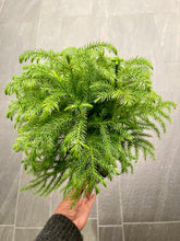 Load image into Gallery viewer, Araucaria heterophylla (Norfolk Island Pine)
