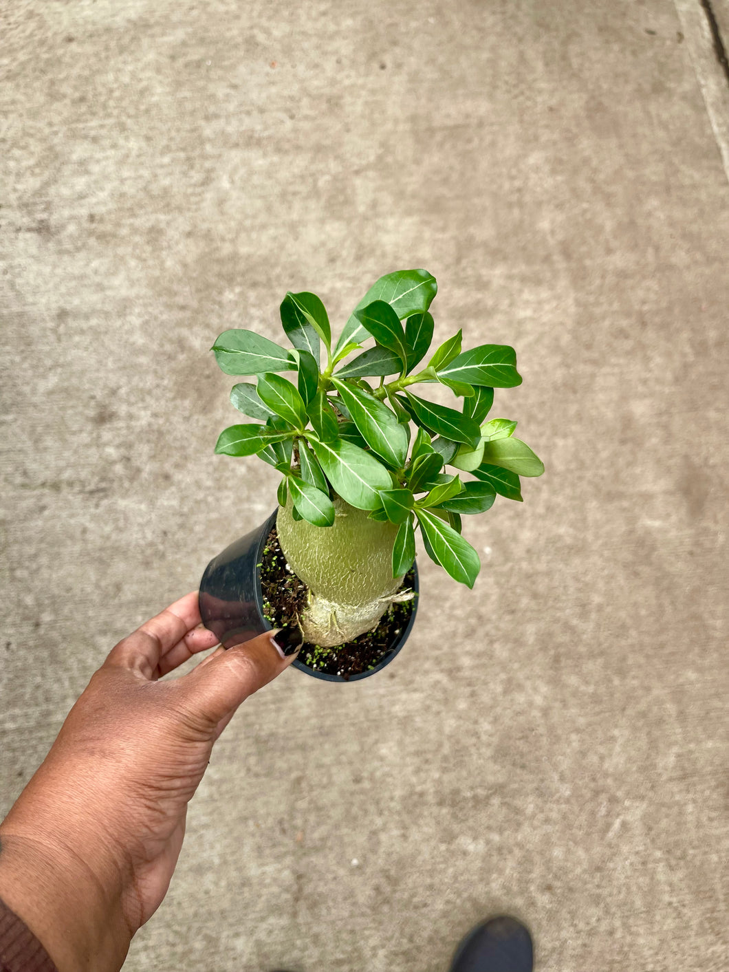 Adenium obesum (Desert Rose)