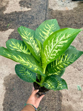 Load image into Gallery viewer, Dieffenbachia seguine 'Tropic Snow'

