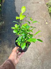 Load image into Gallery viewer, Ficus microcarpa 'Ginseng' (Ginseng Ficus)

