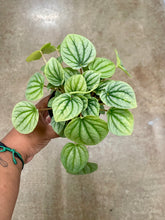 Load image into Gallery viewer, Peperomia caperata 'Frost'
