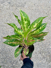 Load image into Gallery viewer, Aglaonema &#39;Sparkling Sarah&#39;
