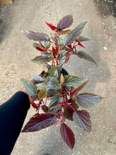 Load image into Gallery viewer, Begonia &#39;Benigo Pink&#39;
